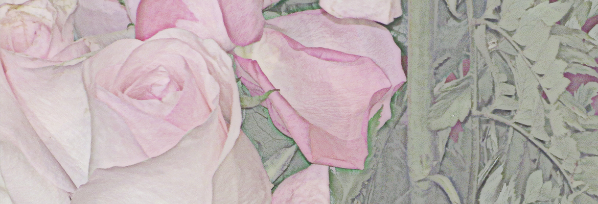 primer plano de las rosas